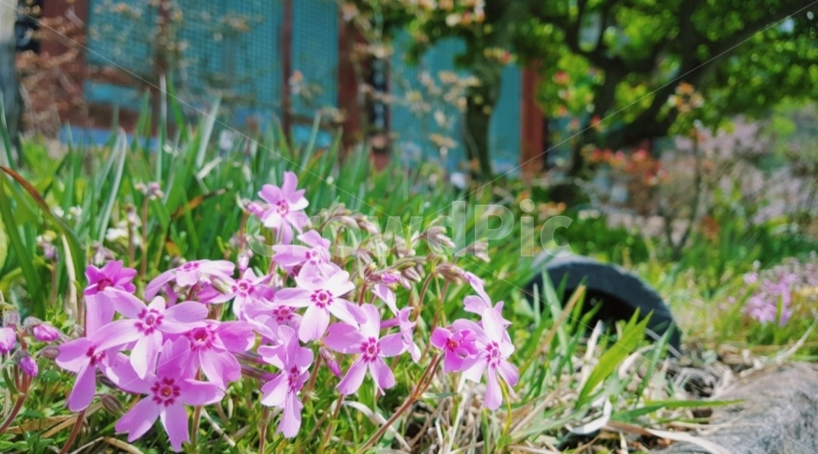 꽃,풀,분홍꽃,자연,봄,flower,grass,식물,자연,plants,nature,꽃,flower