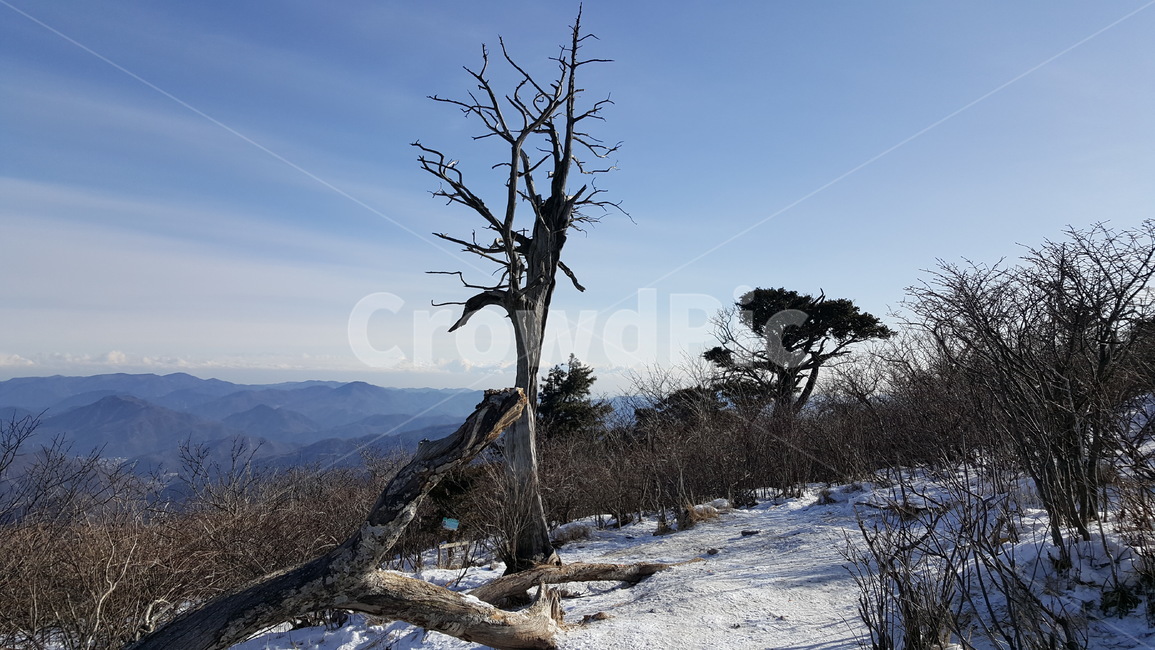주목,태백산,풍경,겨울,눈