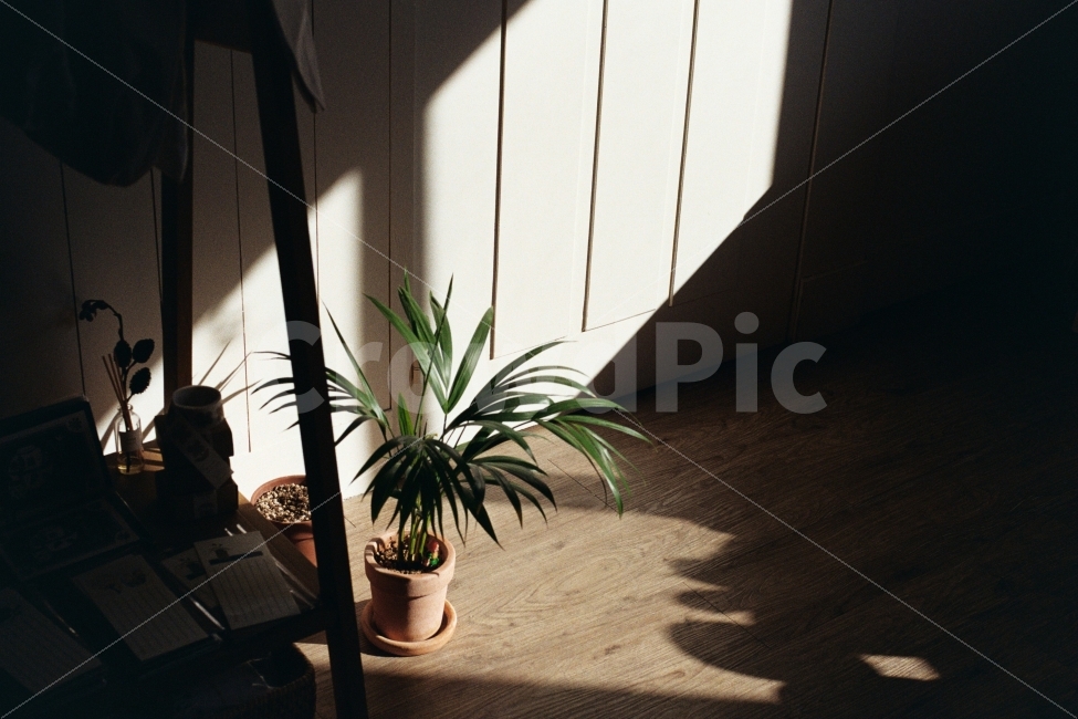 화분,빛,그림자,오후,실내,filmphotography,감성,인테리어,실내디자인,interior design