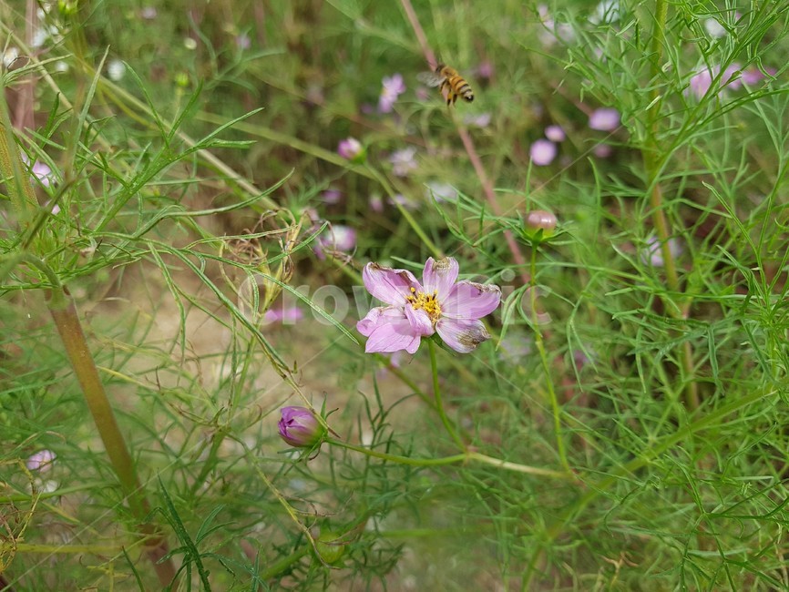 벌,bee,꿀벌,꽃,분홍색,flower,blossom,식물,자연,plants,nature,꽃,flower