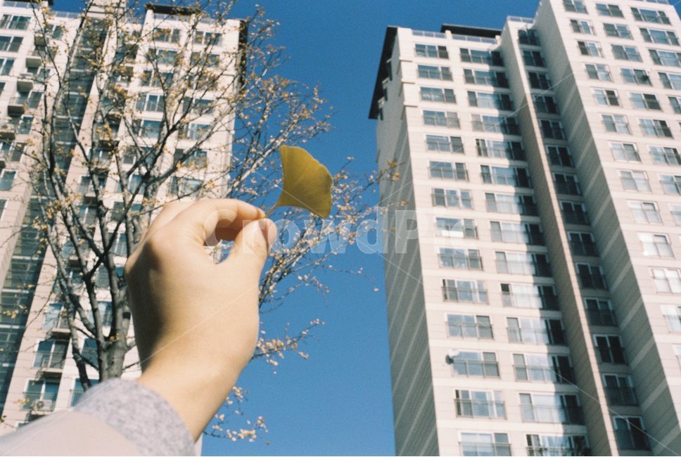 가을,낙엽,은행나무,은행잎,아파트,가을,계절,fall,autumn,season,도시,풍경,city,landscape,사람,인물,인간,human,person,신체일부,몸,body,office building,사무실 건물,building,건물,high rise,고층 건물,town,시티,urban,어반