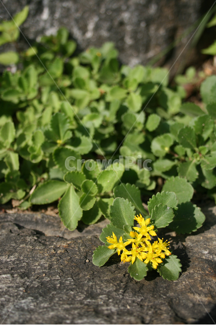 기린초,식물,flower,plants,nature,꽃,꽃봉오리,식물,자연,plants,nature,꽃,flower