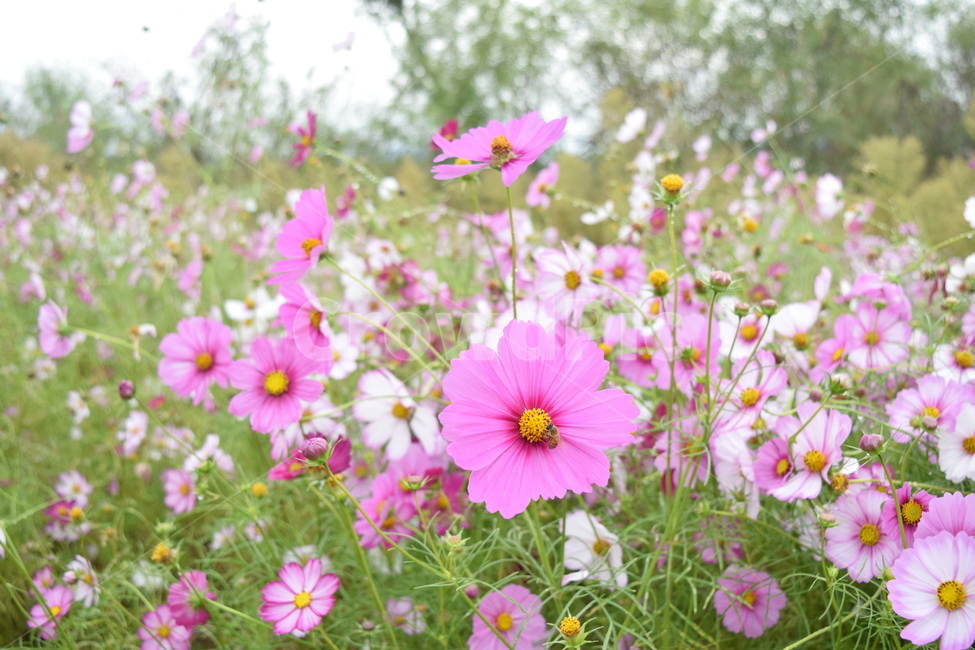 plant,flower,코스모스,꽃잎,벌,식물,자연,plants,nature,꽃,flower