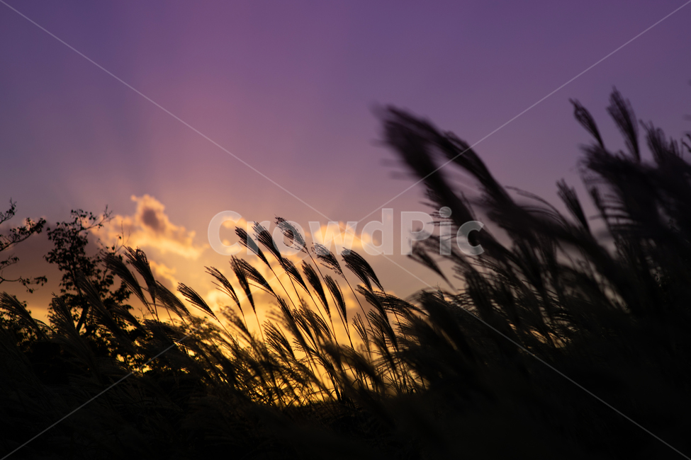 grass,갈대,lawn,식물,plant,reed,노을abstract,autumn,background,beautiful,beauty,blue,bright,coastal,color,dawn,dry,dusk,environment,evening,fantastic,field,horizon,inspirational,landscape,light,morning,natural,nature,naturelandscape,outdoor,outdoors,outside,preserve,reflection,season,silhouette,sky,stalks,summer,sun,sunlight,sunrise,sunset,travel,tree,twilight,view,water,wild,windgrass,yellow,가을,계절,fall,autumn,season,식물,자연,plants,nature,잔디