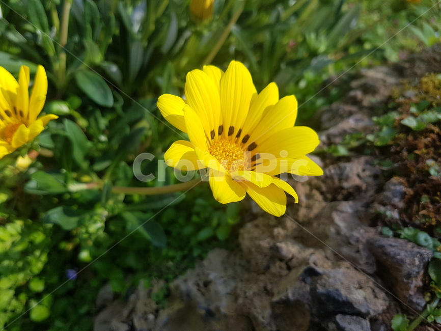 꽃,식물,flower,plant,가자니아