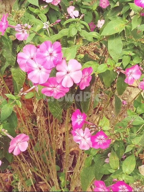 꽃,풀,자연,분홍,초록