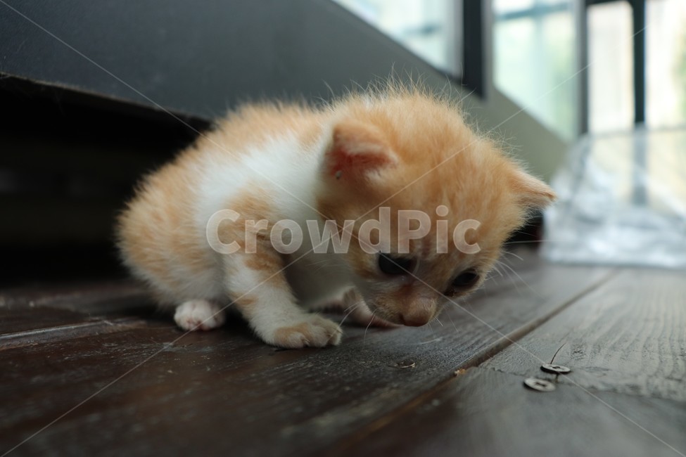 고양이,새끼,새끼고양이,행복,사랑,힐링,기쁨