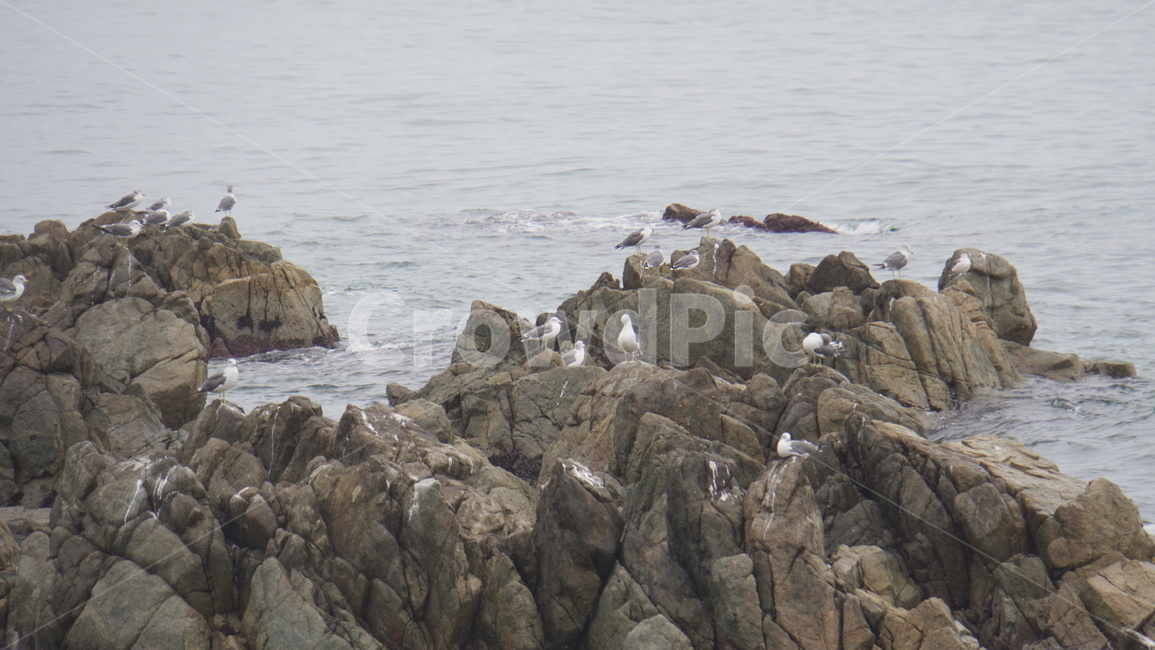 갈매기,바위,바다새,물새,파도,바다,항구도시,promontory,곶,rock,록,bird,새,animal,동물,자연,풍경,nature,landscape,동물,animal,조류,새,birds