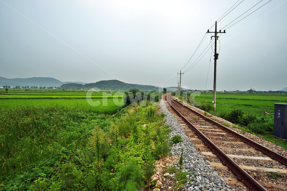 철길,기찻길,자연,전원,논,수풀,전신주,철로,교통,교통수단,traffic,transportation