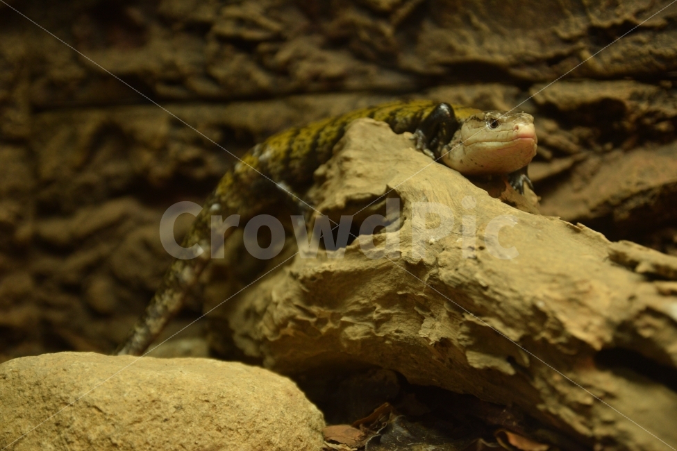 도마뱀,파충류,스킨크,블루텅스킨크,뱀,동물,animal,파충류,양서류,reptile,amphibian