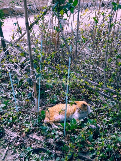 고양이,cat,동물,animal,풀숲,grass,green,누워있는,lying