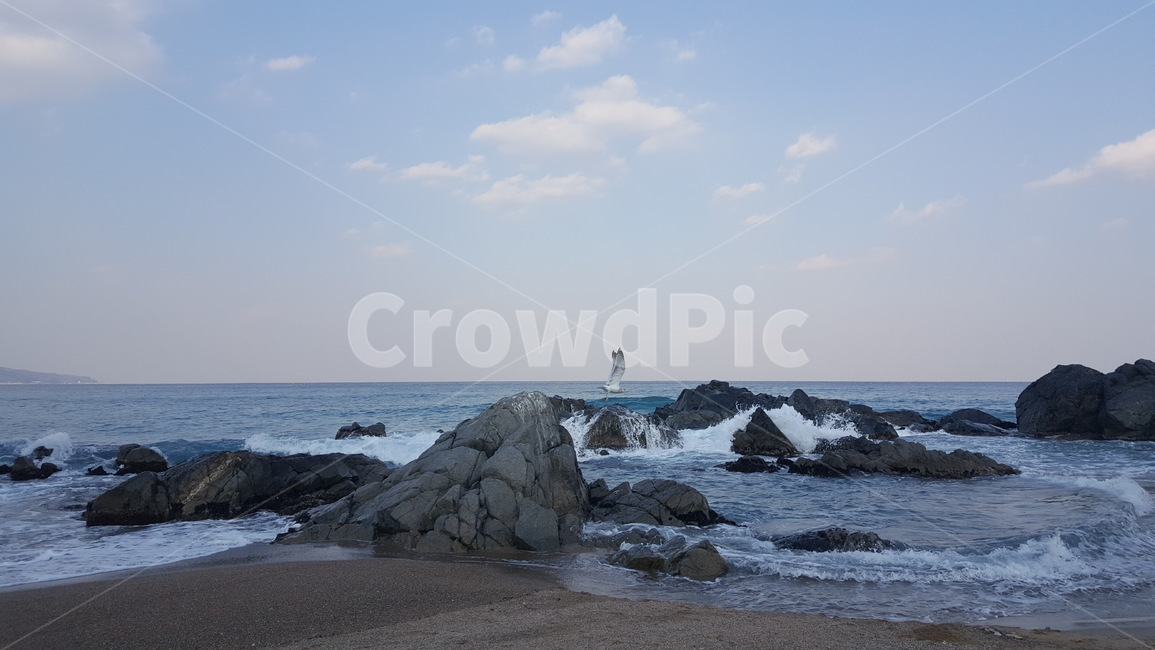 갈매기,파도,바위,하늘,자연,ocean,sea,바다,outdoors,water,물