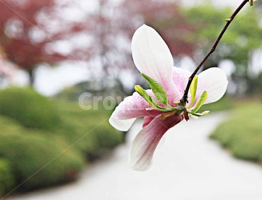 목련,꽃,봄꽃,자연,배경,봄,계절,spring,season,식물,자연,plants,nature,꽃,flower,plant