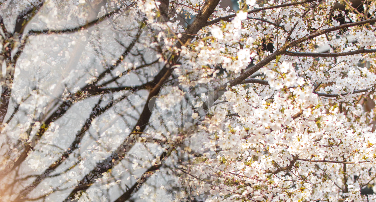 벚꽃,꽃,풍경,나무,봄,봄,계절,spring,season,식물,자연,plants,nature,꽃,flower,plant,blossom