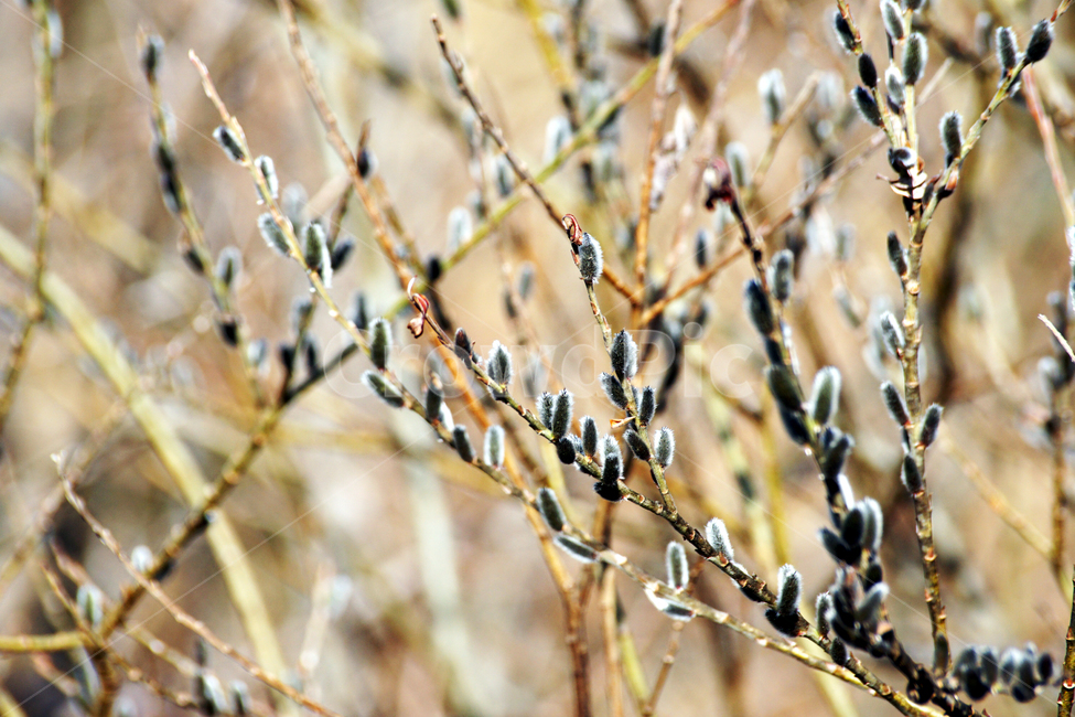 봄,버들강아지,새싹,봄소식,자연,식물,배경화면,바탕화면,풍경,식물,자연,plants,nature