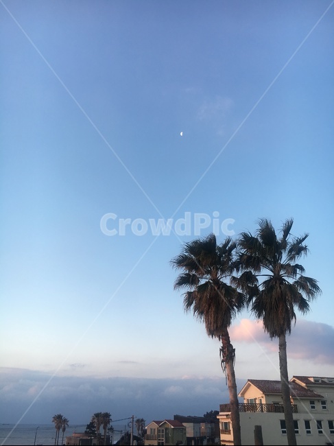 제주도,나무,tree,구름,sky
