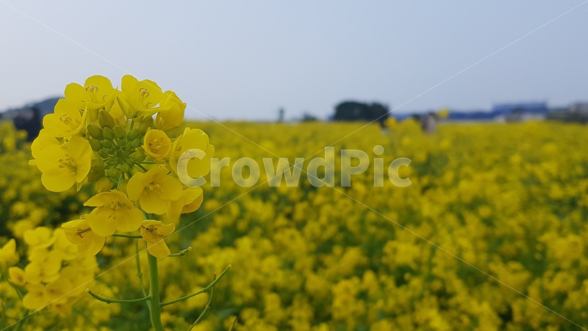 유채꽃,노란꽃,꽃,꽃밭,제주도,따뜻함,jeju,flower,봄