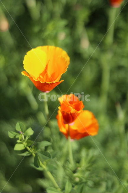 양귀비,빛,화려함,강렬함,고귀함,식물,자연,plants,nature,꽃,flower