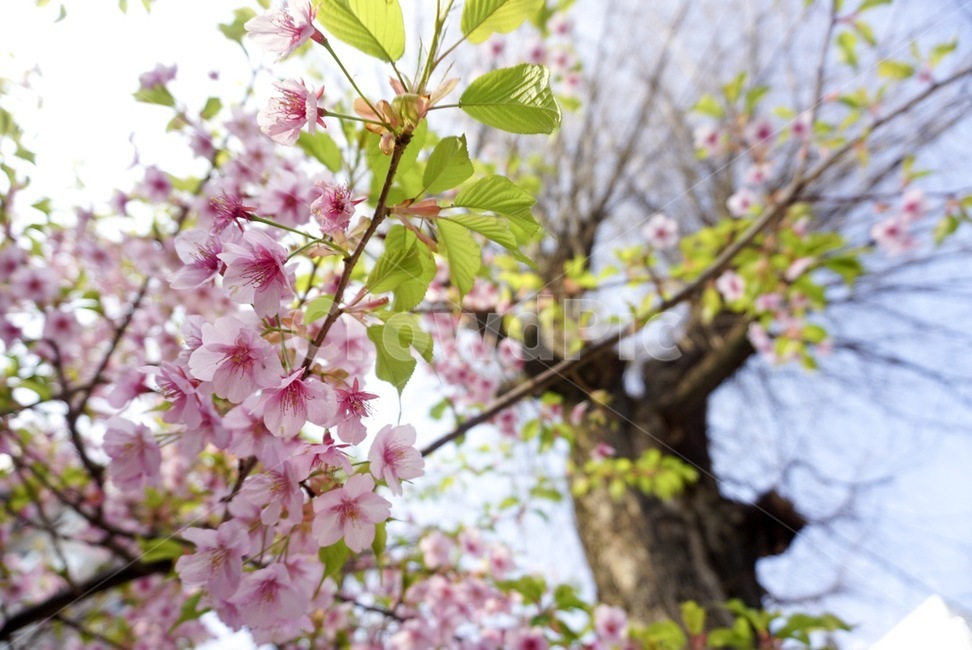 매화,꽃,나무,자연,봄,봄,계절,spring,season,식물,자연,plants,nature,꽃,flower,plant,blossom