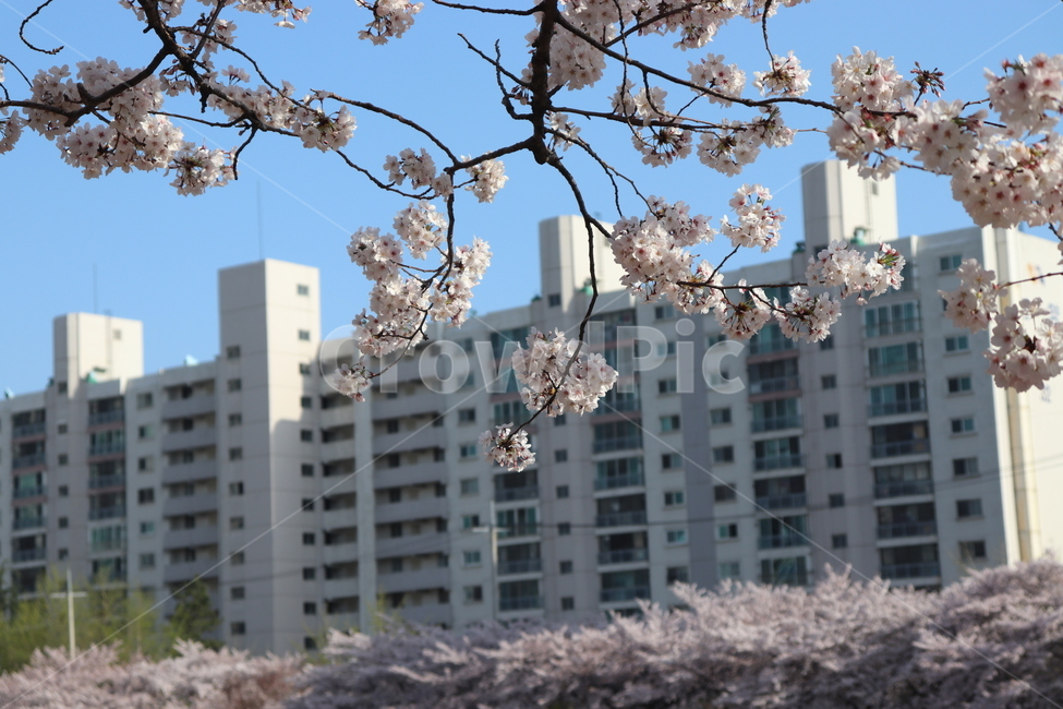 4월,봄,벚꽃,맑음,하늘,풍경사진,꽃내음,봄,계절,spring,season,식물,자연,plants,nature,꽃,flower,blossom,cherry blossom,plant