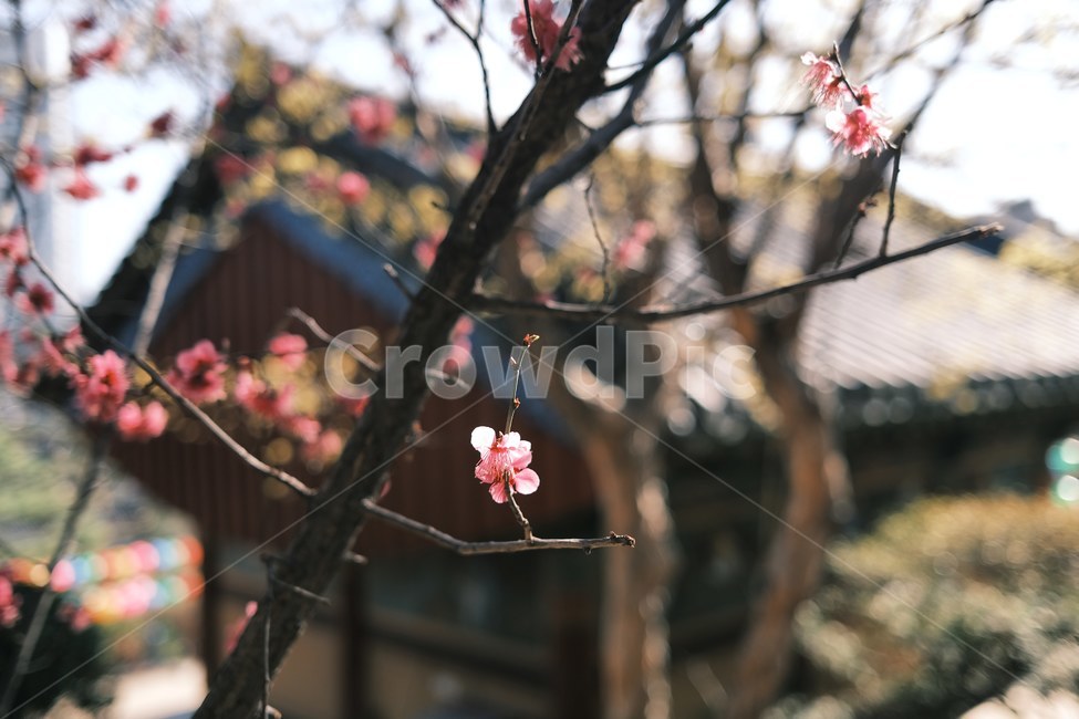 traditional,temple,spring,봄,landscape,scenery,scene,view,plant,산수유,홍매화,매화,절,봉은사,flower,floral,petal,flowers,tree,yellow,pink,red,korea,blossom,seoul,전통적인,식물