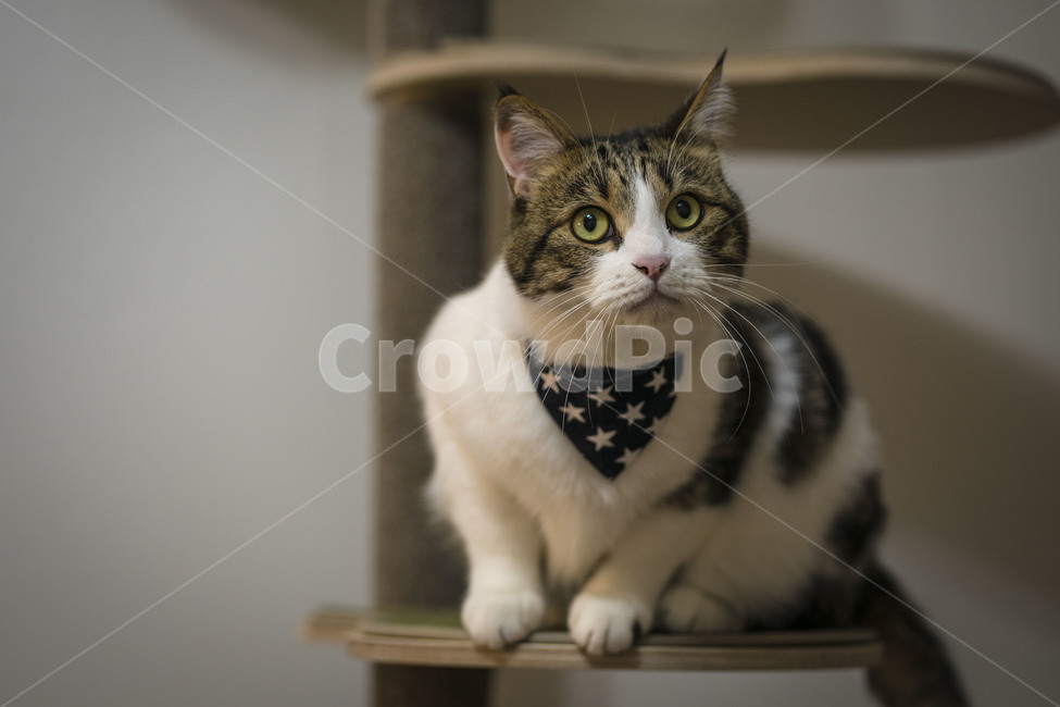 고양이,동물,브숏,브리티시숏헤어,집사,귀여움,반려동물,pet,펫,동물,animal,포유류,mammal,고양이,cat,kitten,kitty