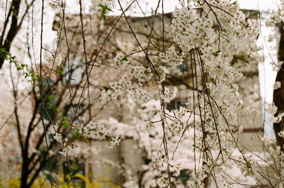 벚꽃,벚나무,cherryblossom,봄,4월,꽃,식물,자연,꽃잎,나무,sakura,spring,flower,계절,봄,계절,spring,season,식물,자연,plants,nature,꽃,flower,plant,blossom,cherry blossom