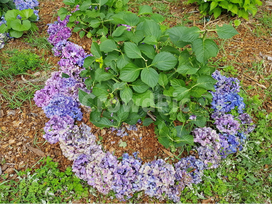hydrangea,수국,여름꽃,꽃,핑크수국,녹색,연보라,자색,공원,꽃길,식물,식물,자연,plants,nature,꽃,flower