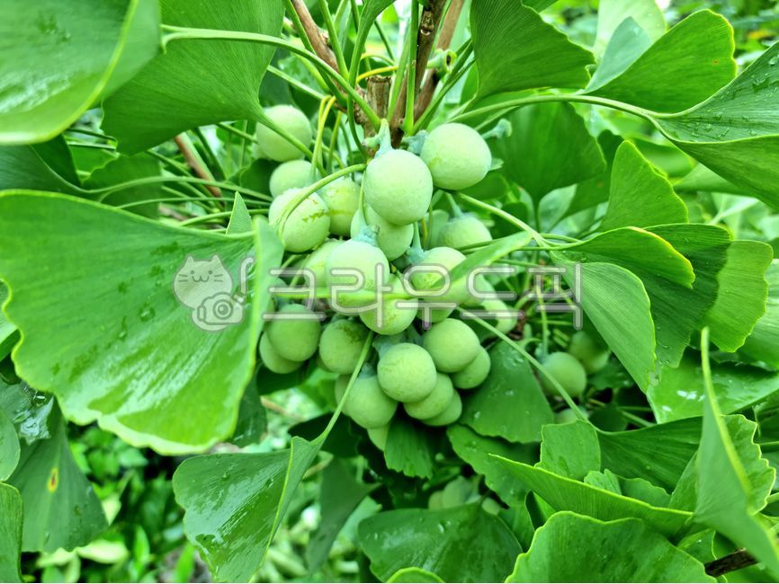 열매,배경,백그라운드,은행,은행잎,은행나무,은행나무열매,leaf,잎