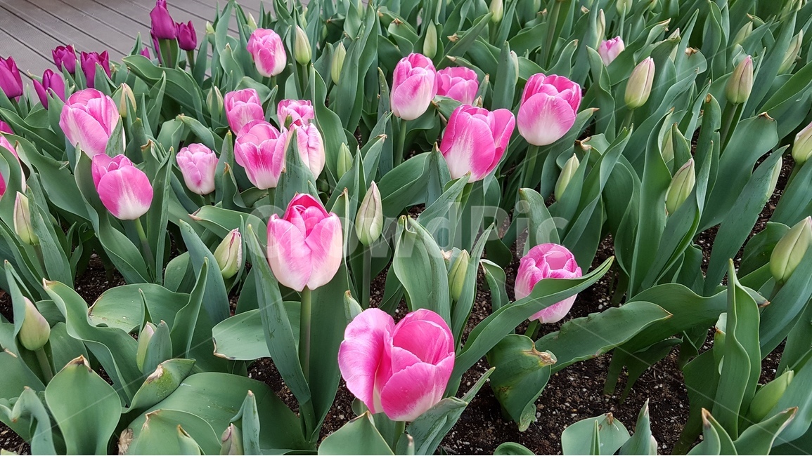 튤립,분홍색,화단,봄,계절,봄꽃,5월의,식물,자연,plants,nature,꽃,flower