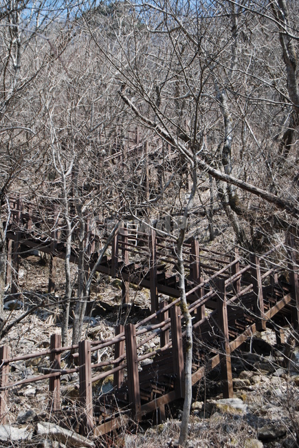 봄,spring,탐방로,trail,tree,나무,휴양지,자연,풍경,nature,landscape