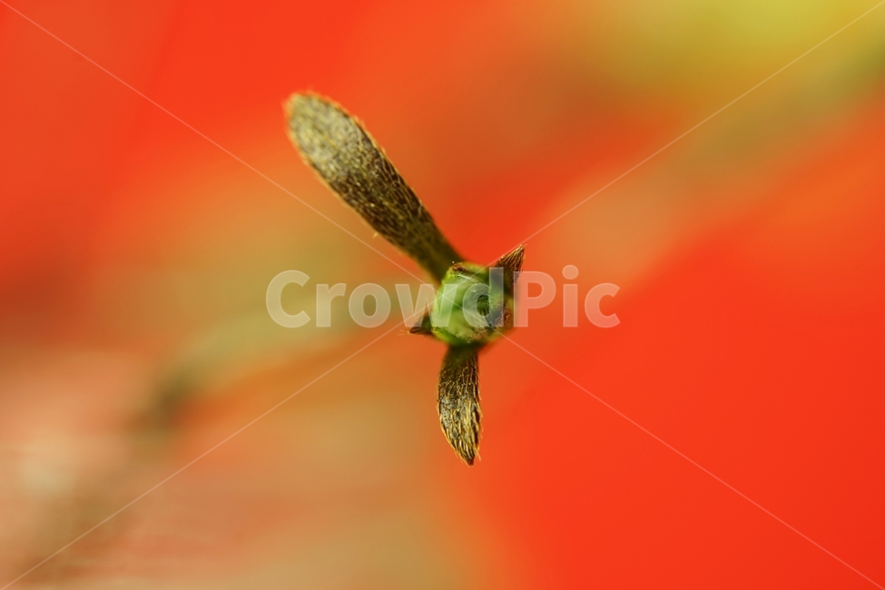 새순,새잎,철죽,봄꽃,봄,식물,자연,plants,nature