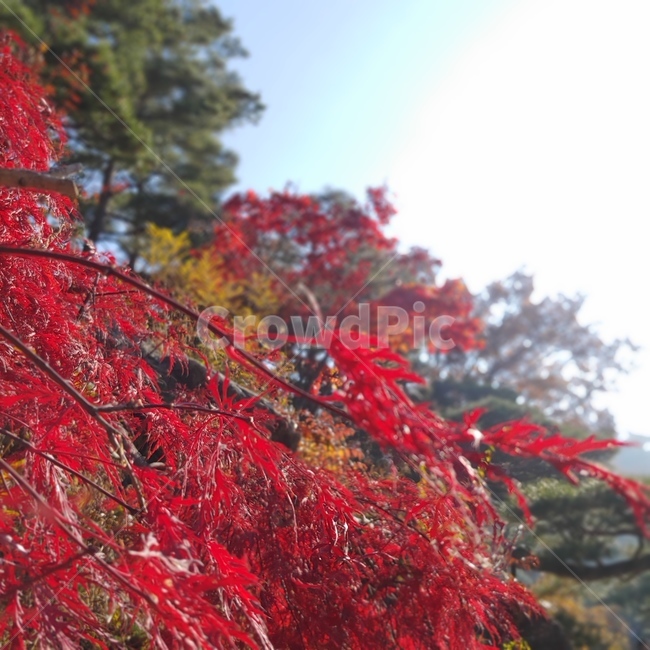 단풍,가을,산,풍경,감성