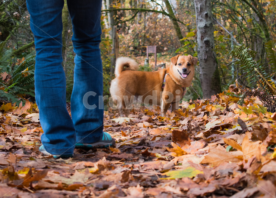 leaf,잎,canine,pet,동물,dog,개,낙엽,동물,animal,포유류,mammal,개,강아지,dog,doggy