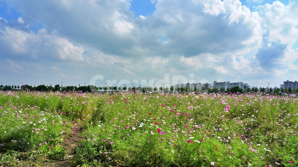 코스모스,들판,곡교천코스모스,곡교천,산책로,자연,농촌,목초지,들,field,자연,풍경,nature,landscape