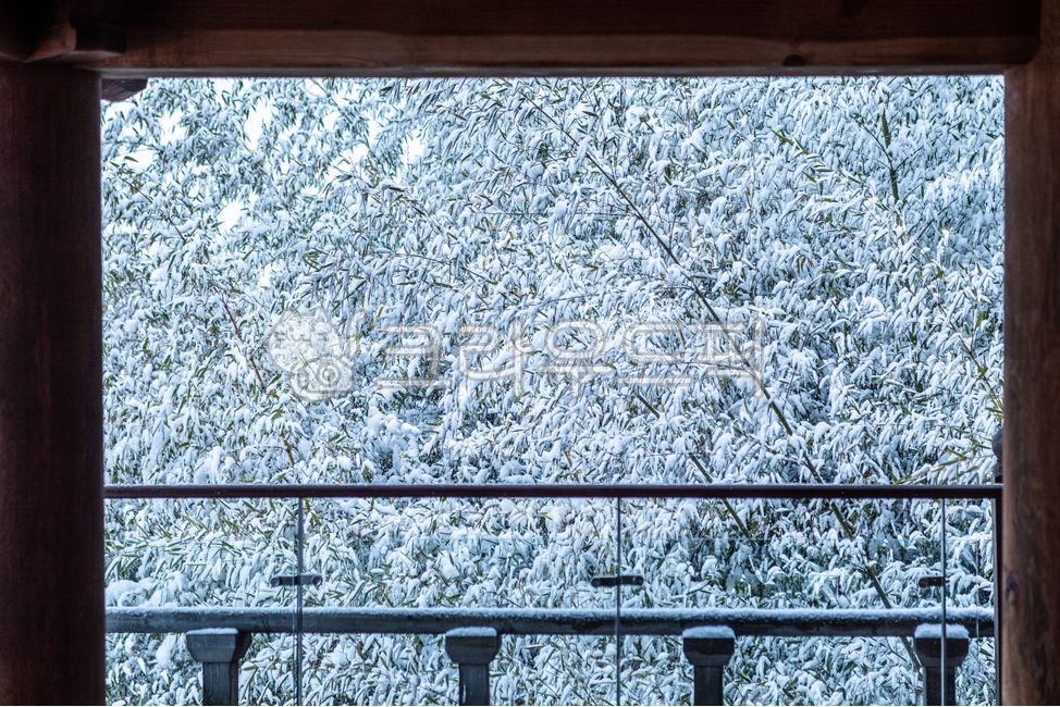 bamboo,Juknokwon snow scene,snow scene,snow,Damyang,winter,Juknokwon,winter scenery