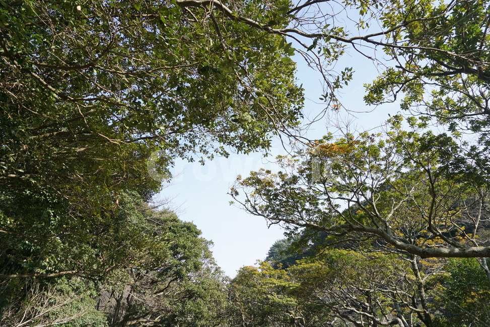 숲,나무,자연,하늘,초록