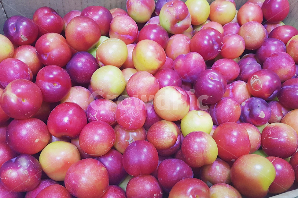 자두,과일,열매,자주,자주색,plant,식물,음식,식재료,요리,food,cook,meal,dishes,food reserves,과일,열매,fruit