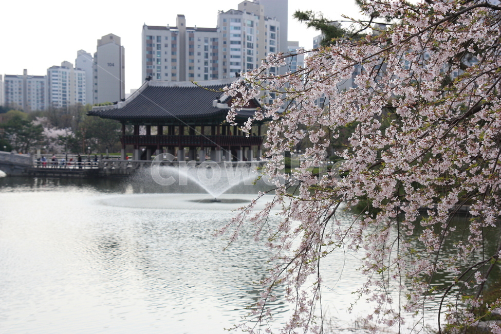 벚꽃,봄꽃,봄나들이,cherryblossom,중앙공원,꽃,plant,식물,blossom,flower
