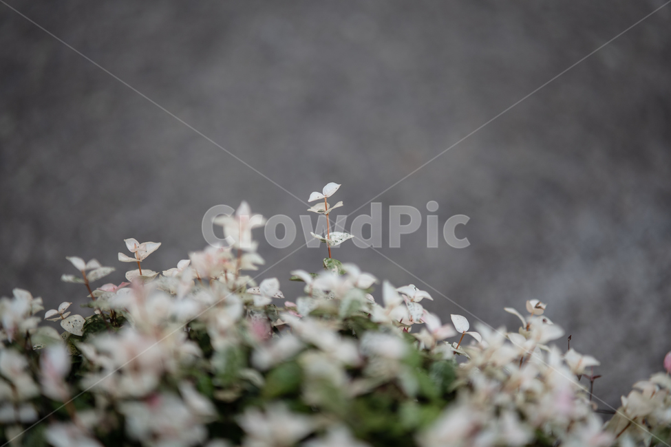 식물,plant,botanical,nature,자연,식물,자연,plants,nature,꽃,flower