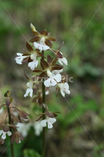 꽃,접사,아름다움,이쁨,봄,확대,봄,계절,spring,season,식물,자연,plants,nature,꽃,flower,plant,blossom