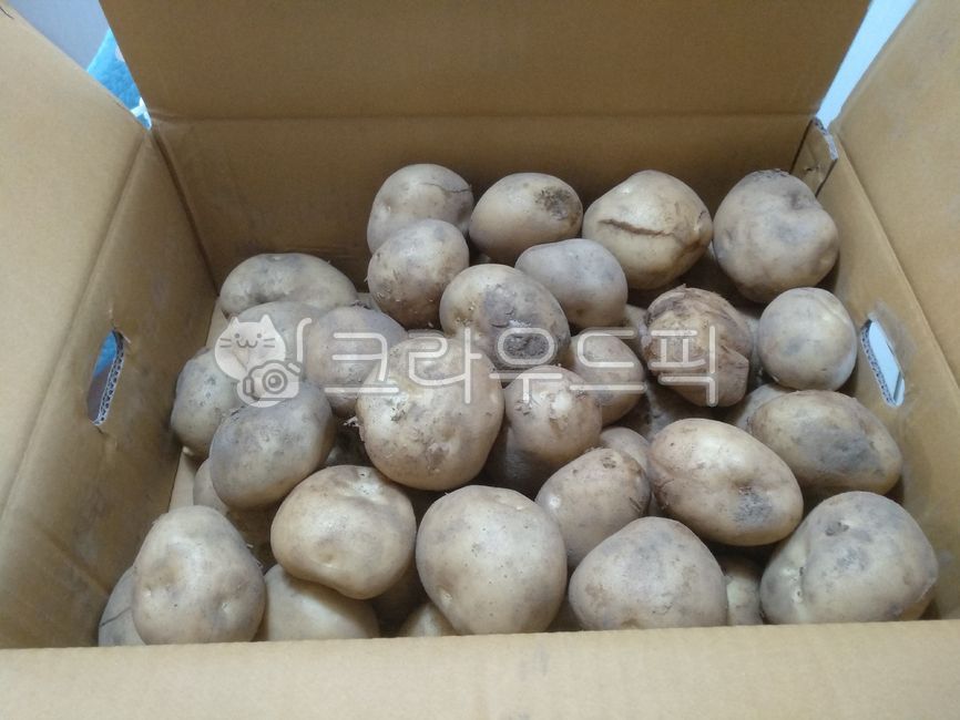 감자,씨감자,감자상자,감자재배,농작물