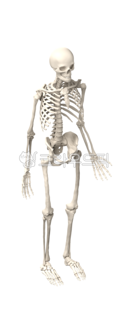 medical,education,bone structure,remains,xray,body,hip,skeleton,halloween,realistic,full body,model,scary,biology,old,png,rendering,teaching materials,system,person,science,anatomical,waist,male,full,anatomy,skeletal,isolated,back,head,medicals,skull,man,