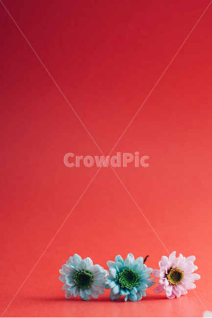 국화꽃,소국,꽃,자연,식물,꽃,flower,연출,컨셉,콘셉,direction,concept