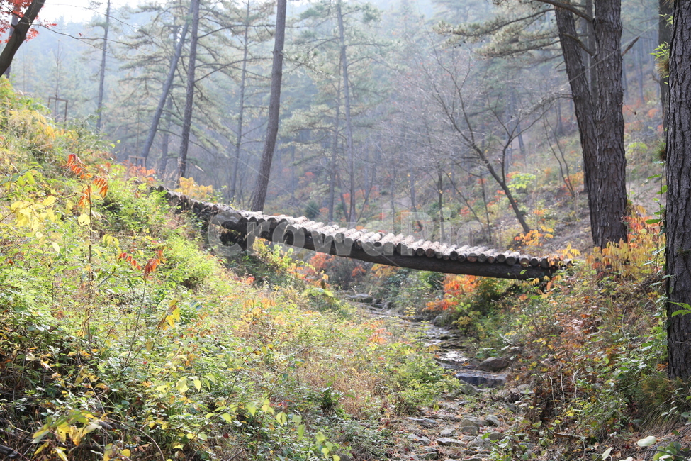 숲,가을,통나무다리,풍경,단풍,가을,계절,fall,autumn,season,자연,풍경,nature,landscape,tree,나무,plant,식물,vegetation,초목