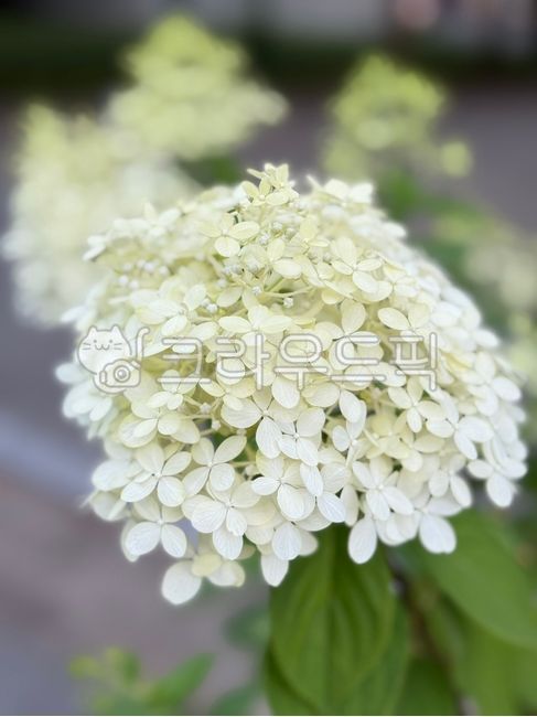 Hydrangea,white flower,broadleaf shrub,flower,hydrangea apiculatasiebold