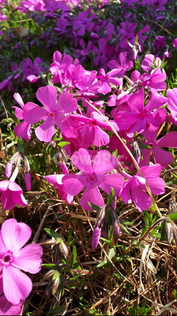 봄꽃,분홍꽃,야생화,4월,들판,분홍,핑크,pink,flowers,blossoms,wildflowers,pinkflowers,april,spring,식물,자연,plants,nature,꽃,flower