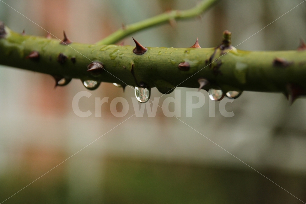 인천,늘솔길공원,가시,비오는날,물방울,식물,자연,plants,nature,비,비오는날,rain,rainy