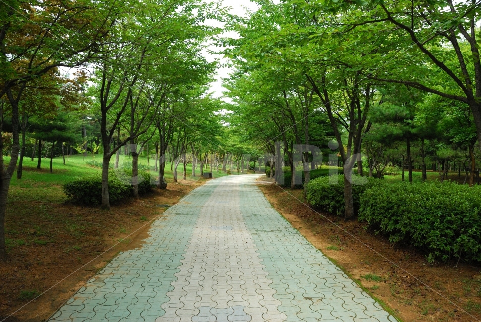 가을,풍경,나무,길,벤치,산책로,공원,숲길,로드뷰,여의도공원,초원,휴식,둘레길,잔디,언덕,잔디밭,오솔길,단독사진,디자인,소스,포토,사진자료,배경,배경사진,제주도,겨울,봄,여름,자연,환경,식물,들판,하늘,구름,낮,풀,산,초록색,풀밭,경치,맑음,자연,풍경,nature,landscape,path,통로,walkway,보도