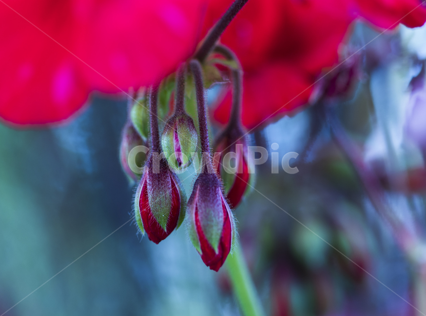 꽃,작은꽃,귀여운꽃,작고귀여운꽃,꽃봉우리,식물,자연,plants,nature,꽃,flower